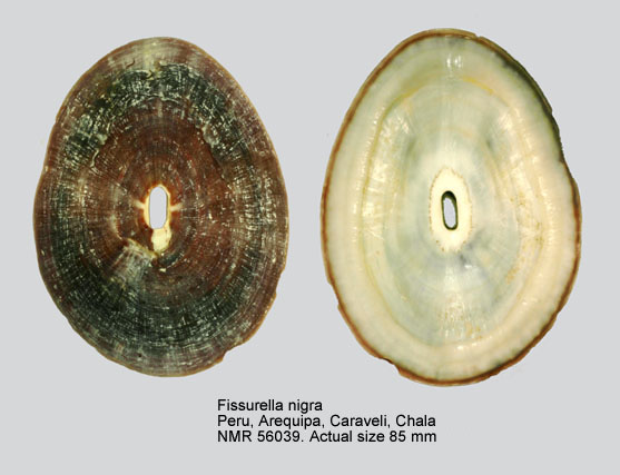 Fissurella nigra.jpg - Fissurella nigraLesson,1831